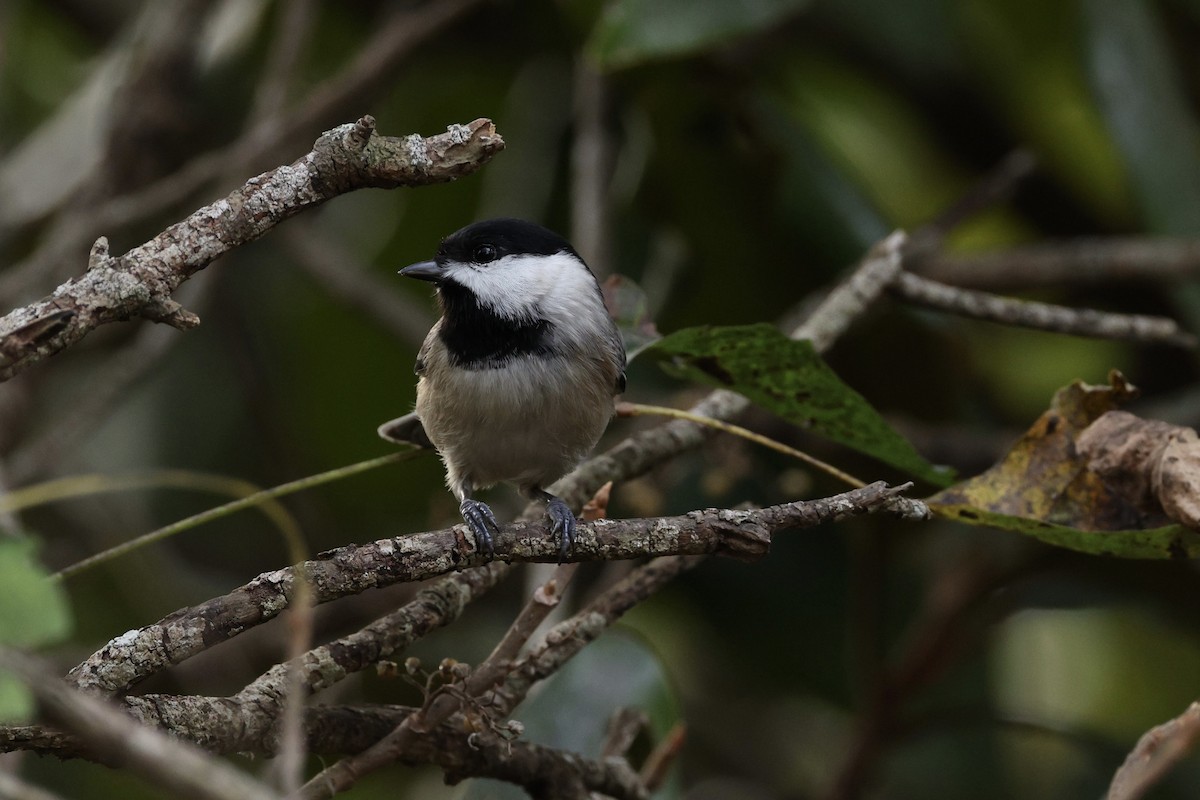 Carolina Chickadee - ML646029088