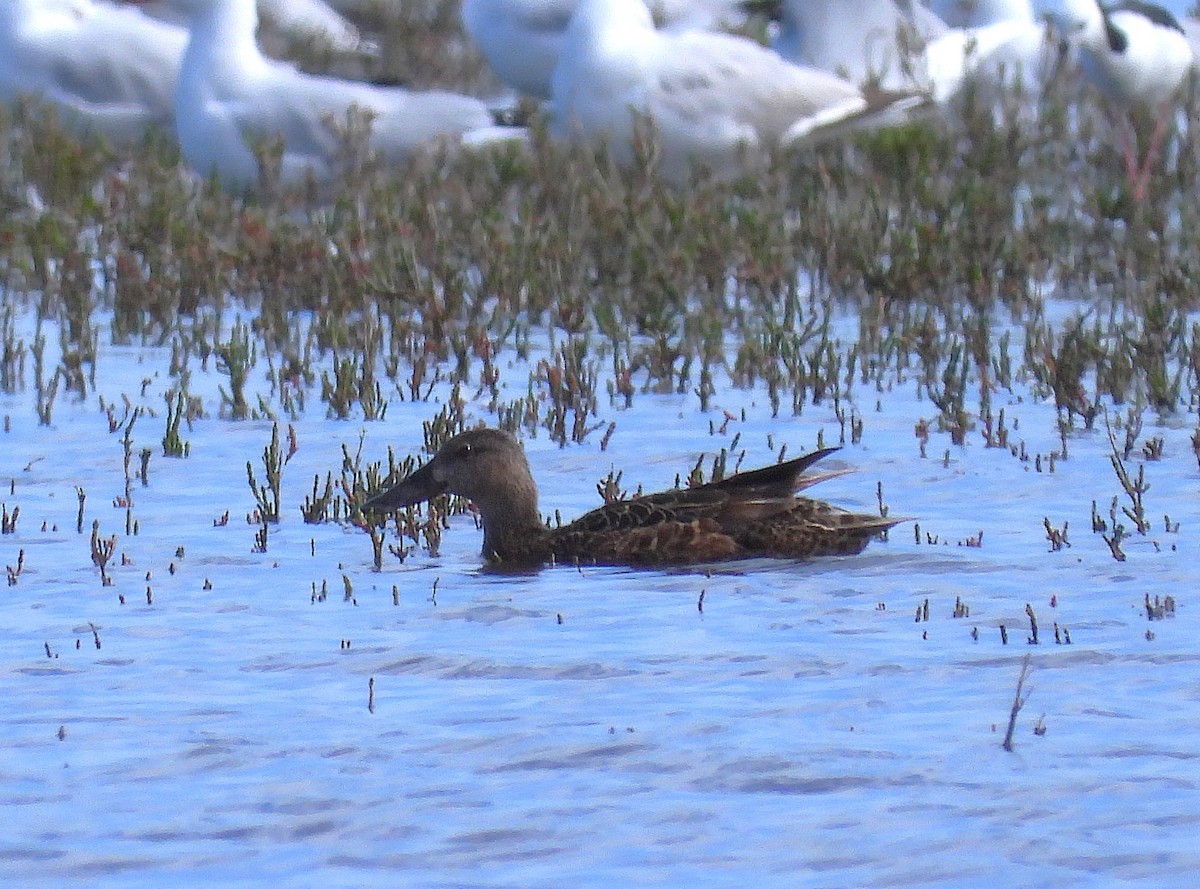 Australasian Shoveler - ML646029092