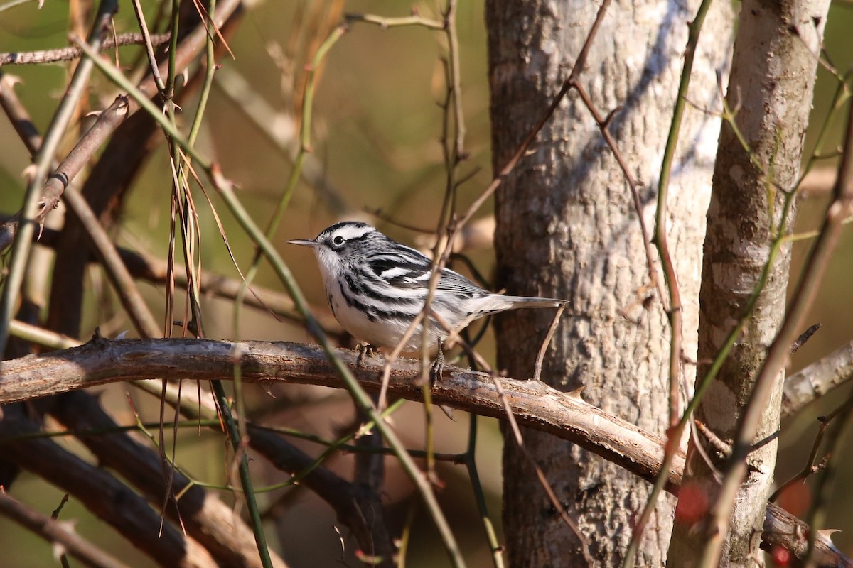 シロクロアメリカムシクイ - ML646029093