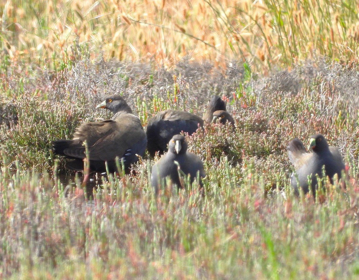 Black-tailed Nativehen - ML646029104