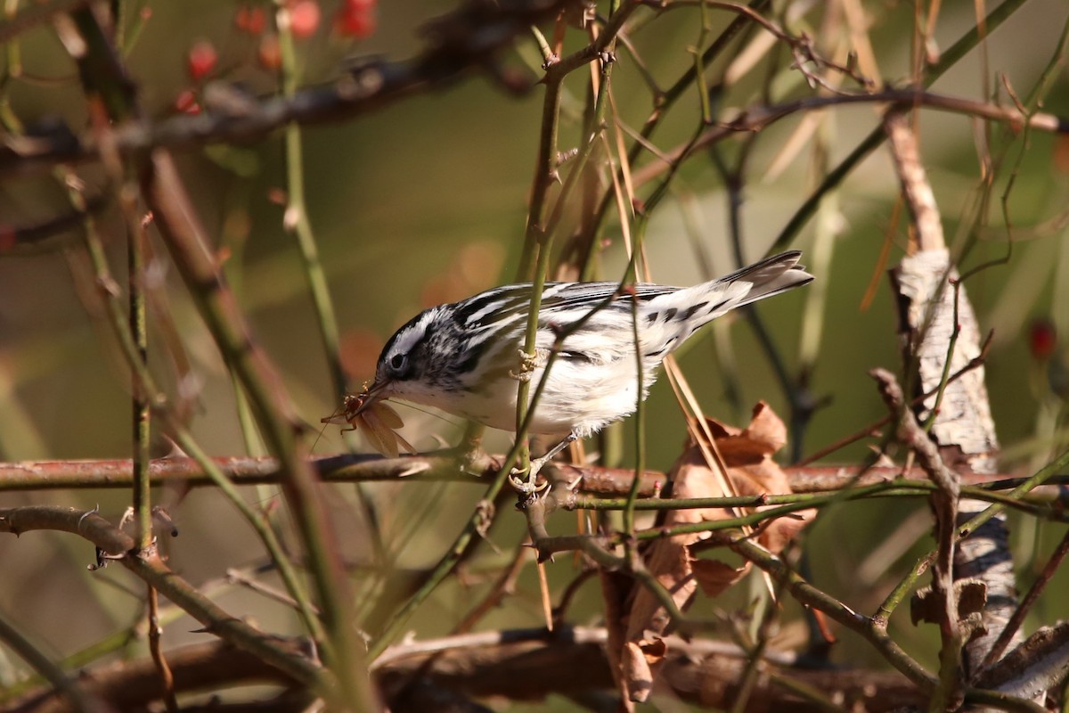 シロクロアメリカムシクイ - ML646029108