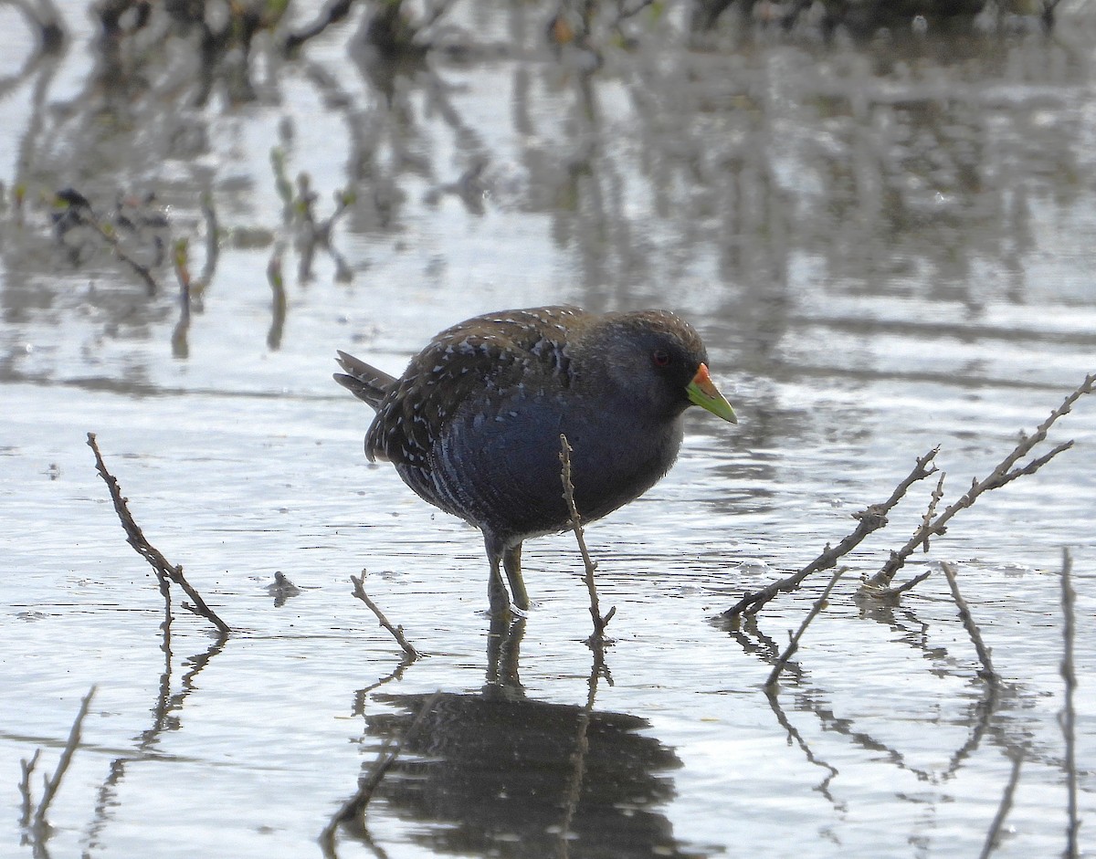 Australian Crake - ML646029109