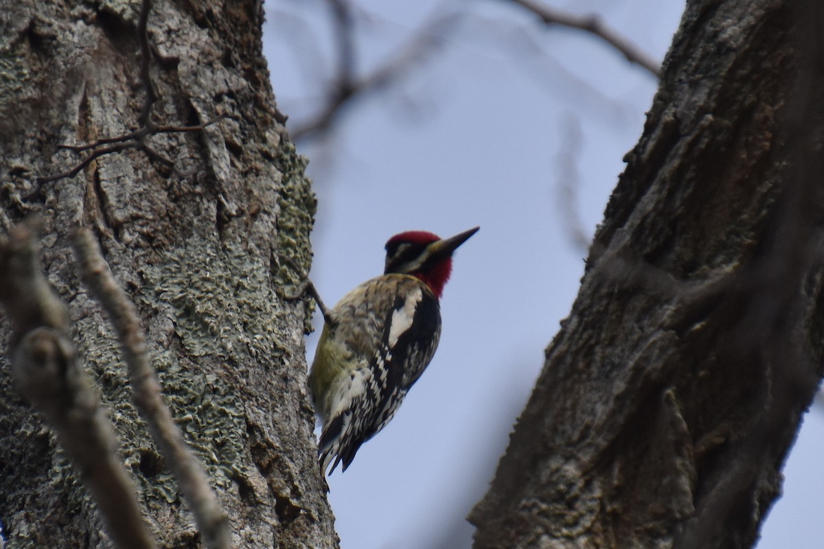 Дятел-смоктун жовточеревий - ML646029110