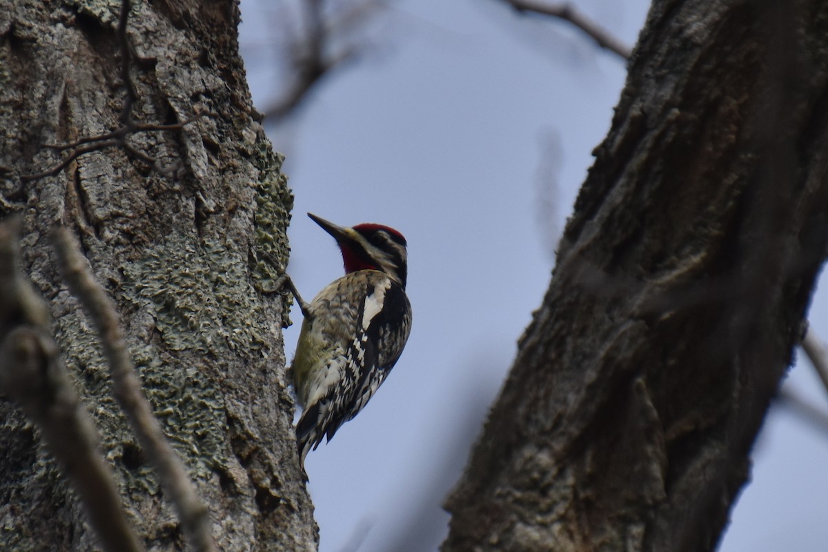 Дятел-смоктун жовточеревий - ML646029111
