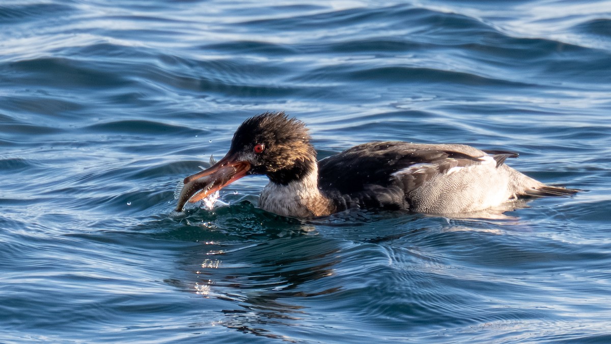 Red-breasted Merganser - ML646029113