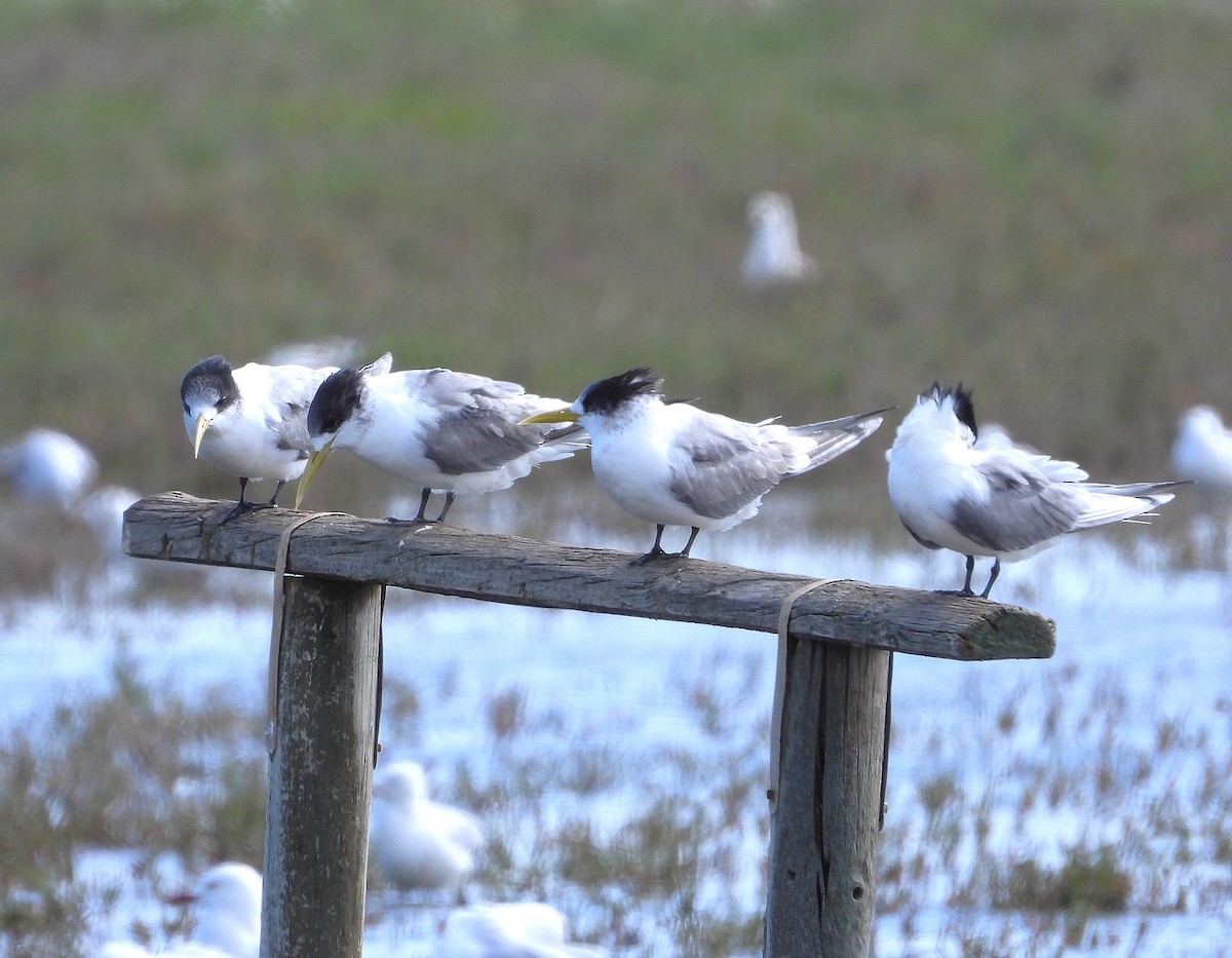 Great Crested Tern - ML646029119