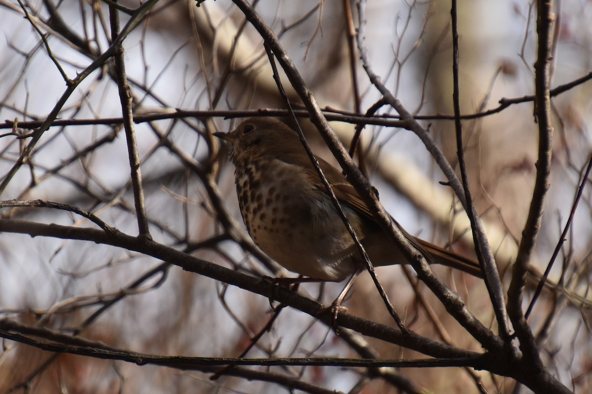 drozd rezavoocasý - ML646029120