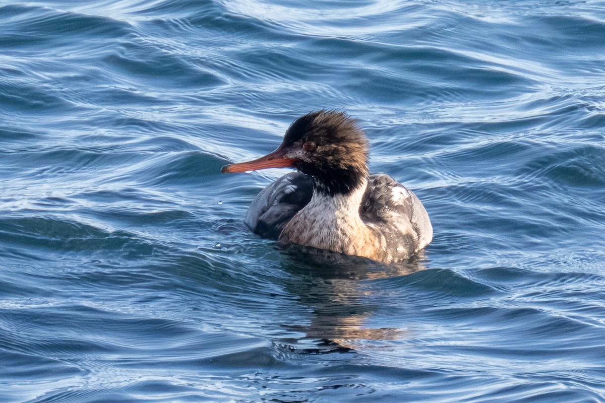 Red-breasted Merganser - ML646029130