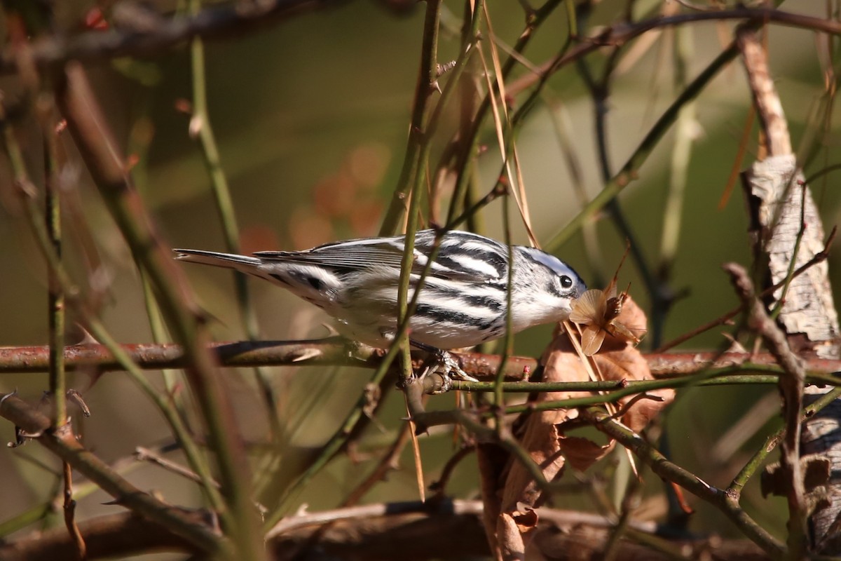 シロクロアメリカムシクイ - ML646029131