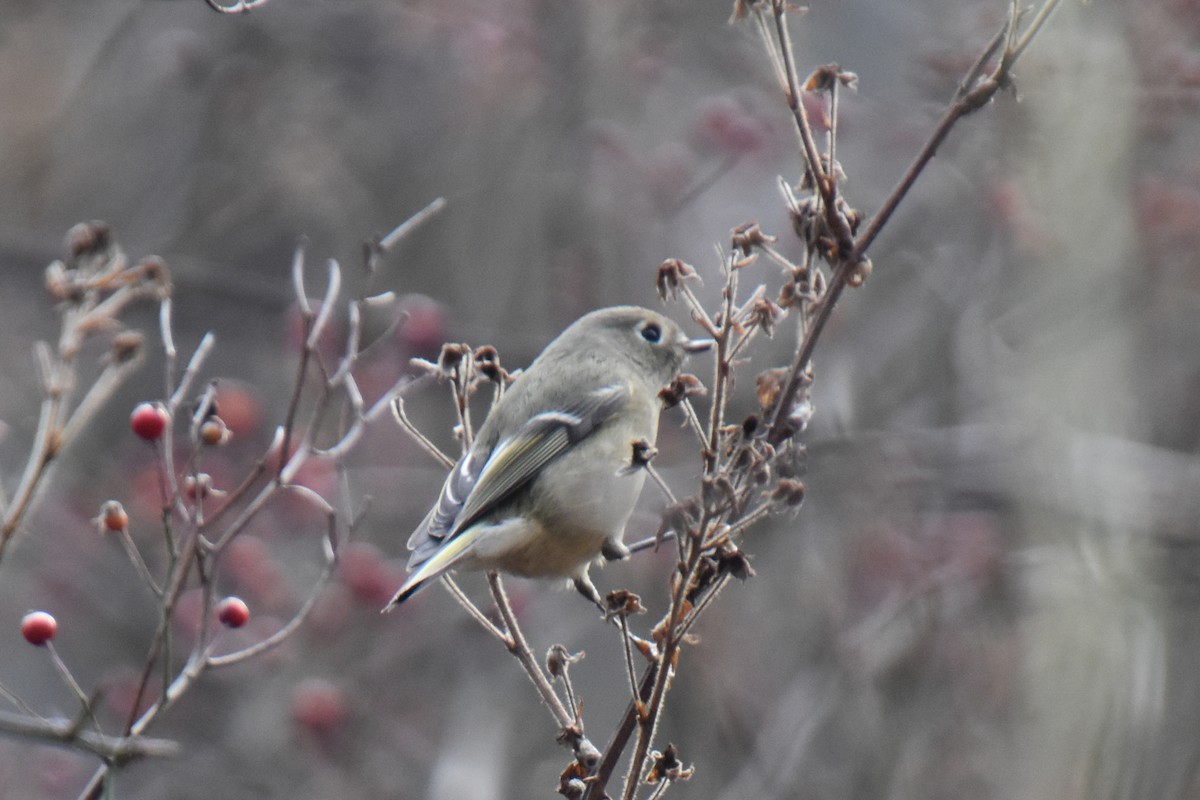 Ruby-crowned Kinglet - ML646029132