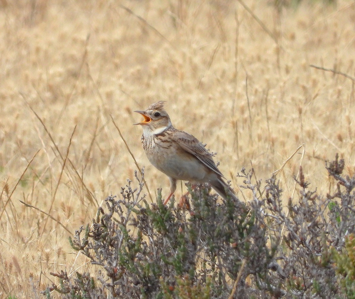 Eurasian Skylark - ML646029142