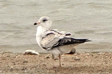 Ring-billed Gull - ML646029144