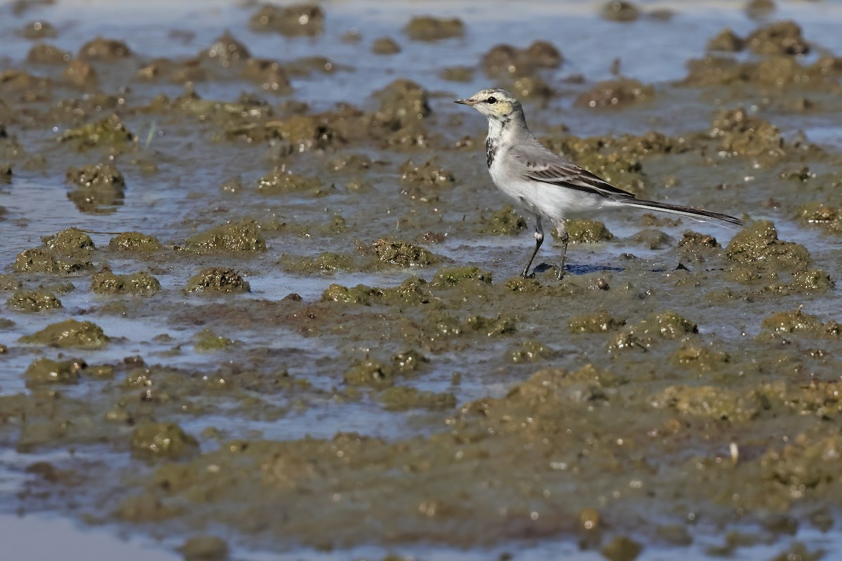 White Wagtail - ML646029146