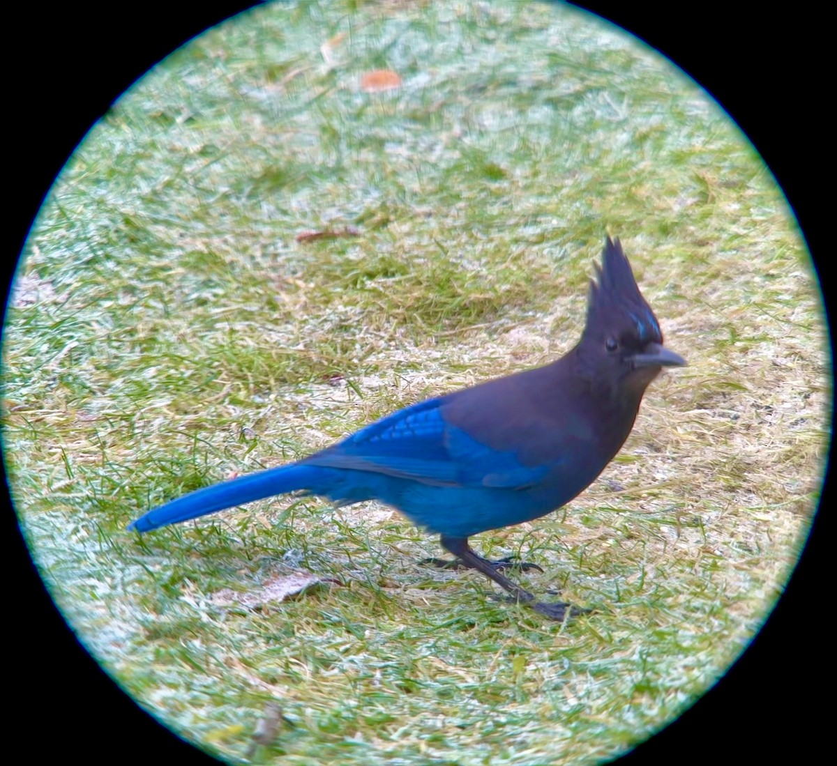 Steller's Jay - ML646029149