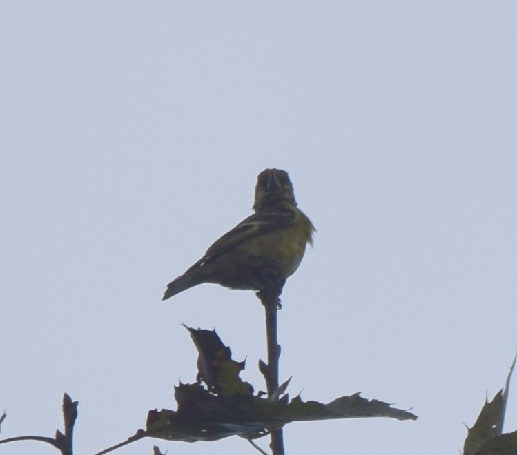 Black-headed Siskin - ML646029150