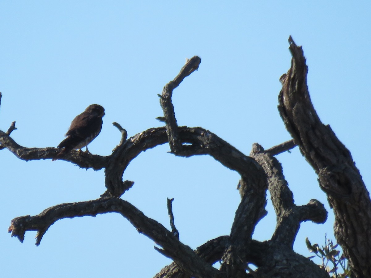 コチョウゲンボウ - ML646029151