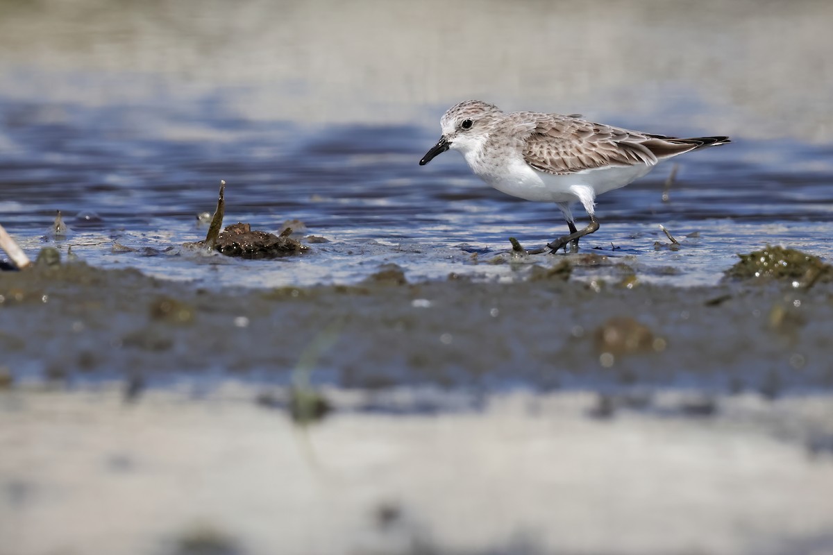 Red-necked Stint - ML646029152