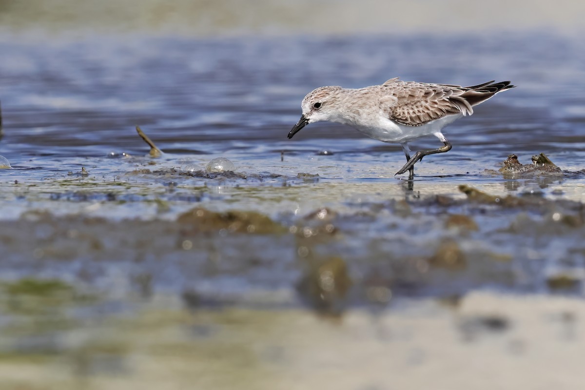 Red-necked Stint - ML646029153