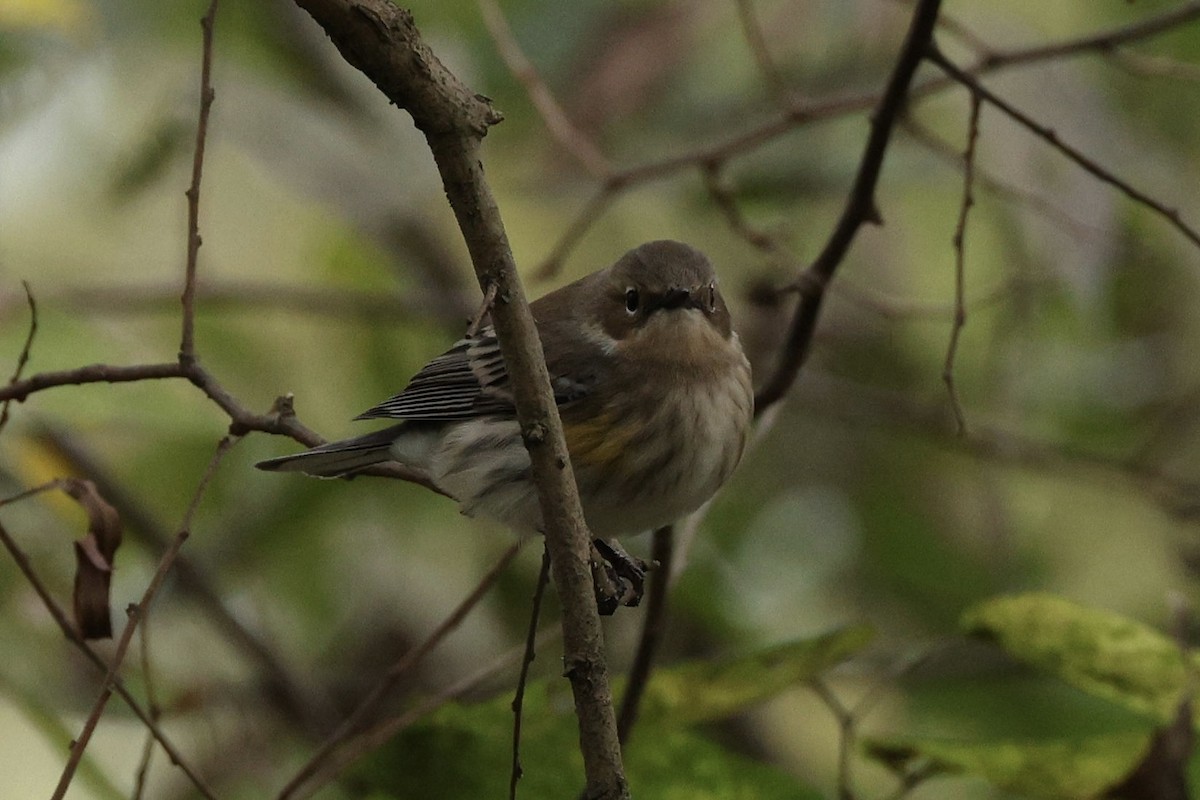 Пісняр-лісовик жовтогузий - ML646029154