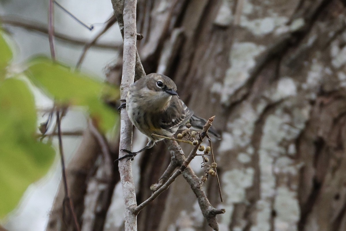 Пісняр-лісовик жовтогузий - ML646029155