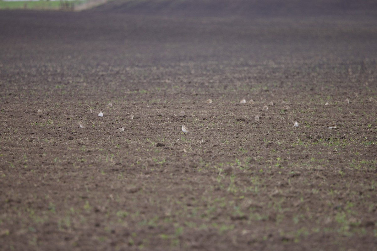 prærielo - ML646029159