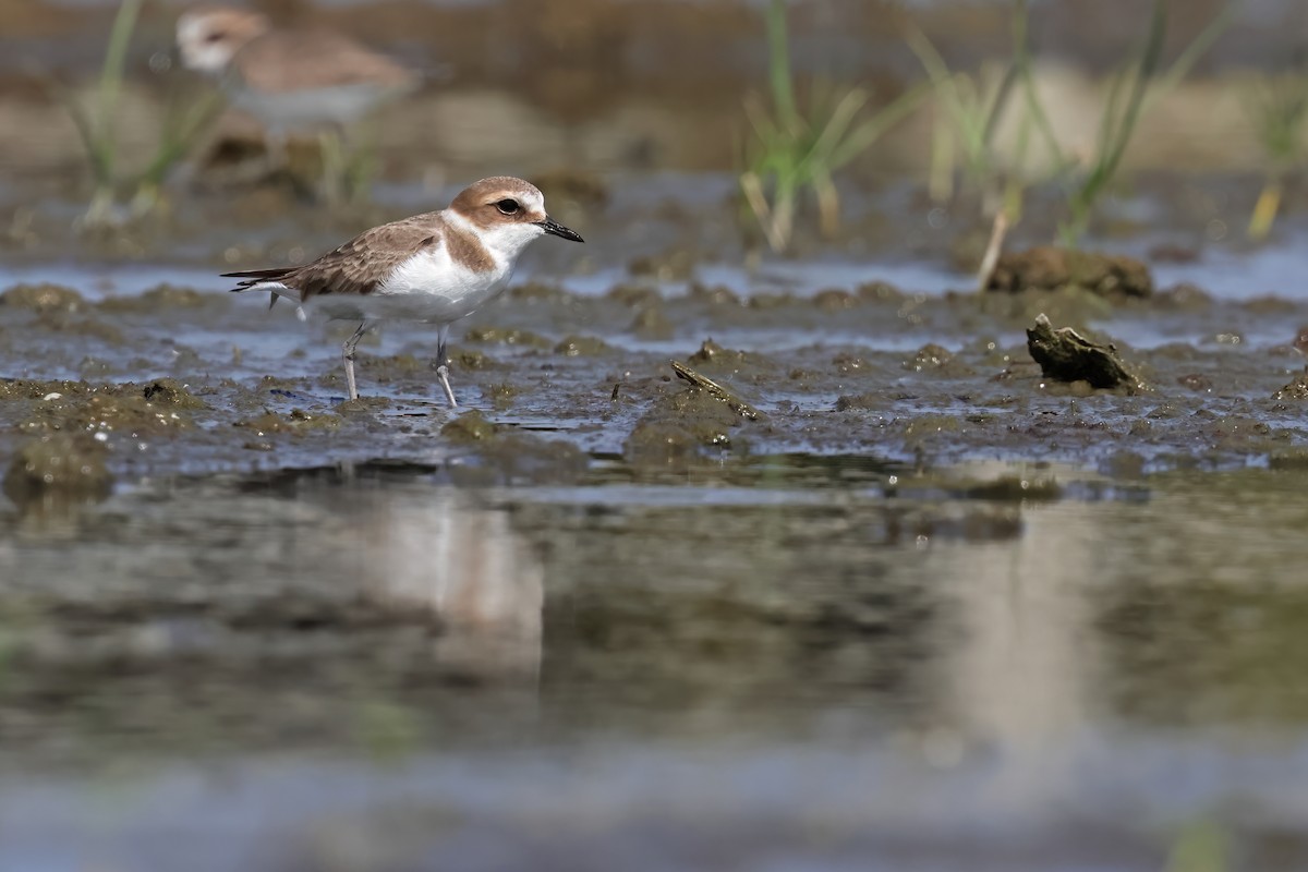 Kentish Plover - ML646029160