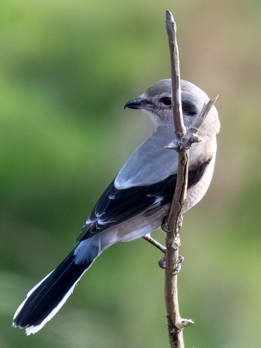 Northern Shrike - ML646029161