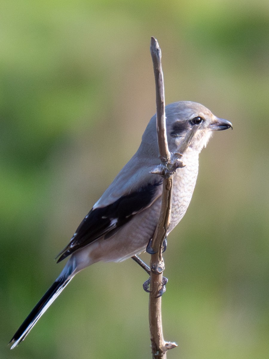 Northern Shrike - ML646029162