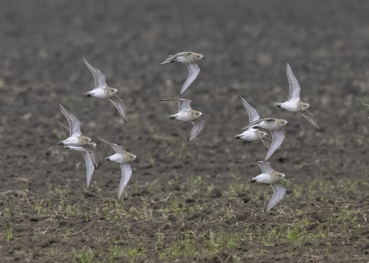 prærielo - ML646029163