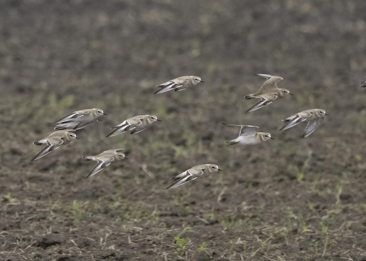 prærielo - ML646029164