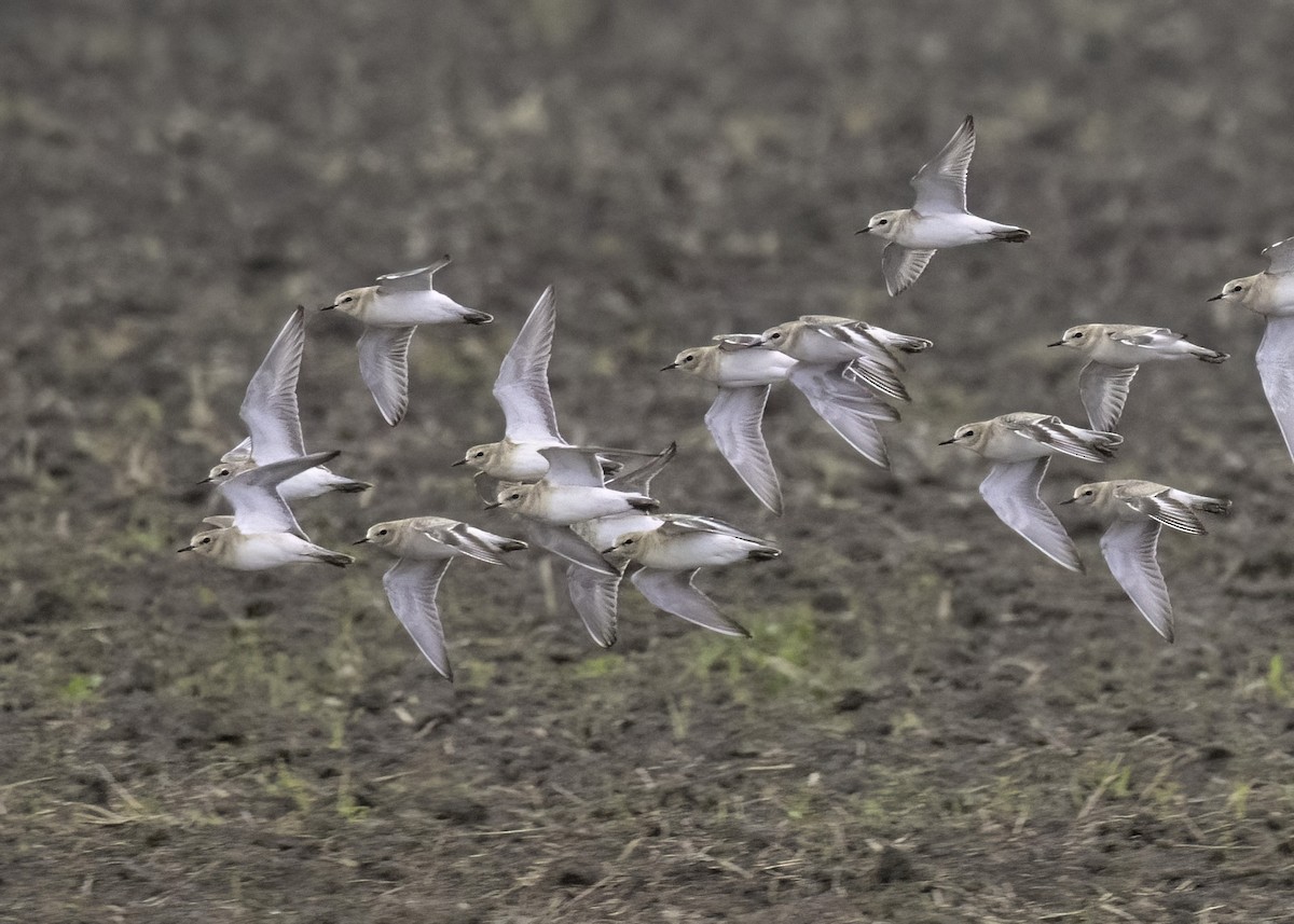 prærielo - ML646029165