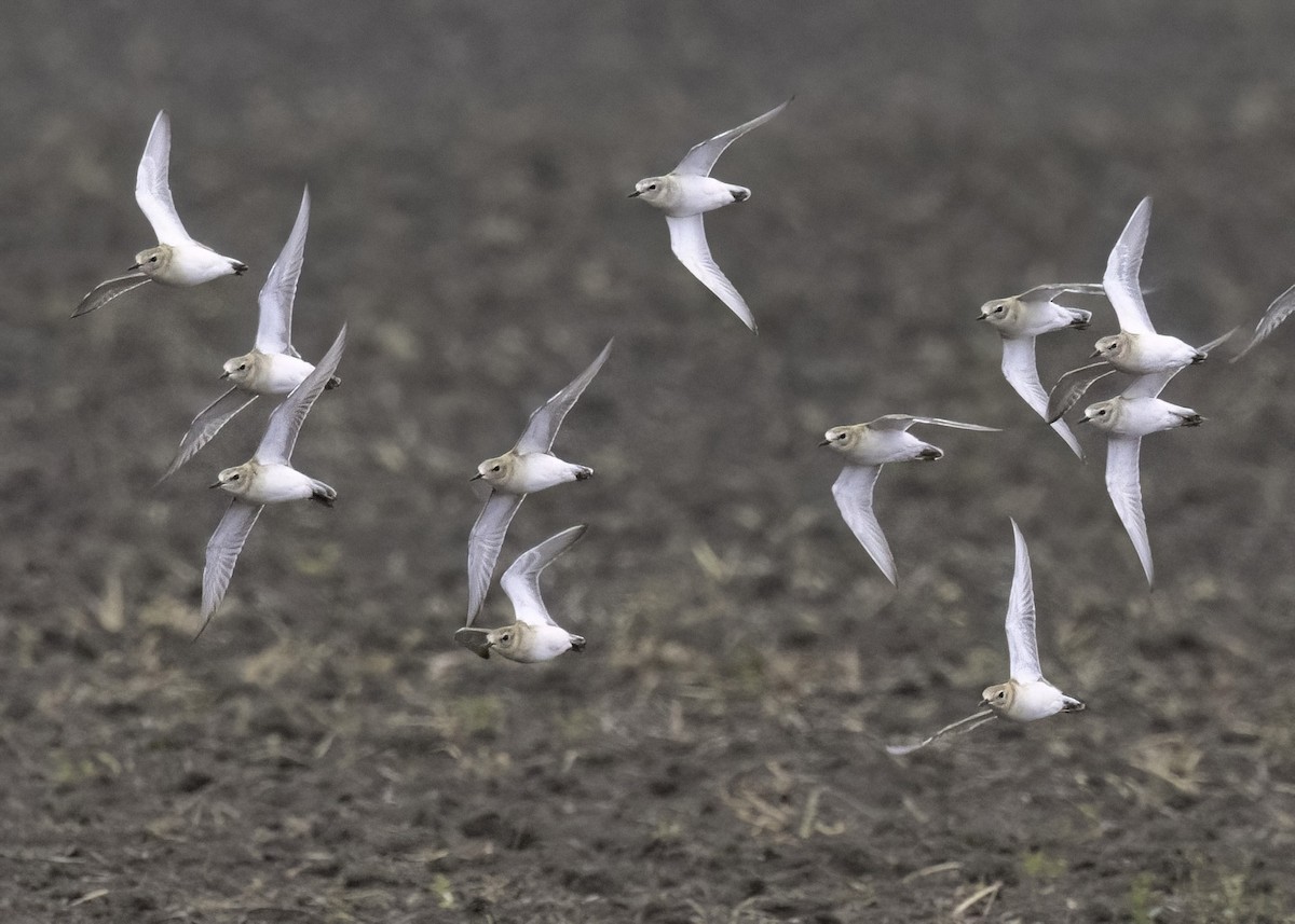 prærielo - ML646029166