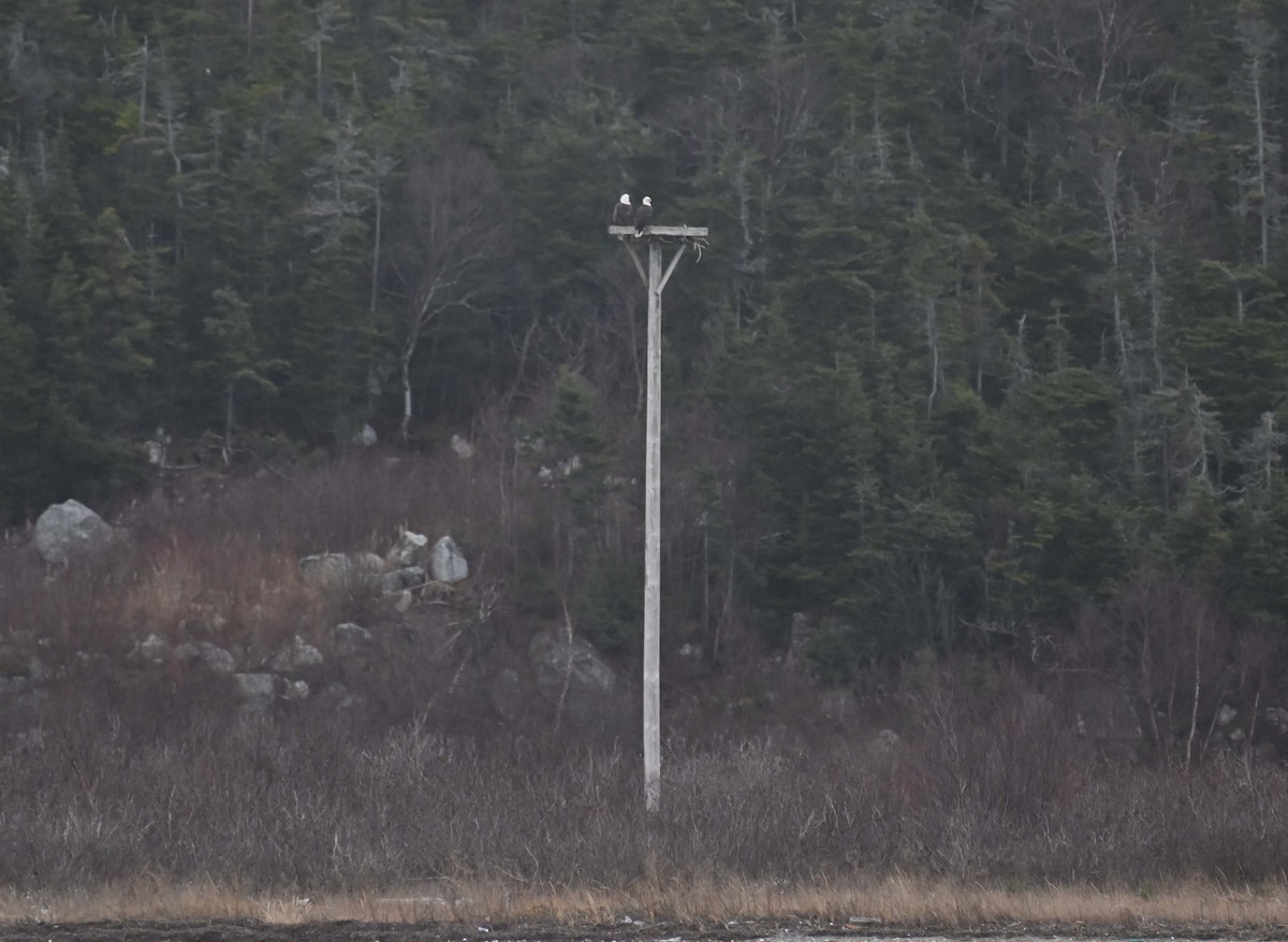 Pygargue à tête blanche - ML646029181