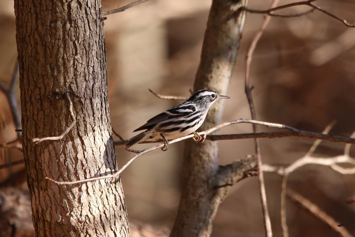 シロクロアメリカムシクイ - ML646029183