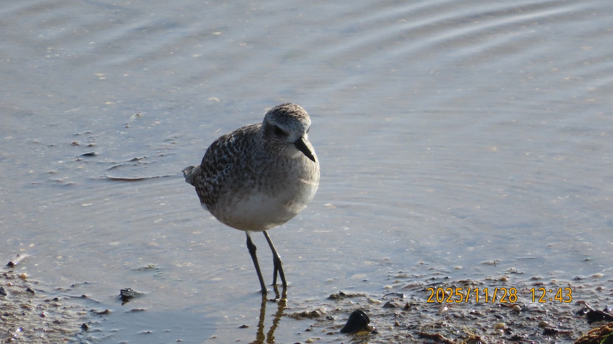 ダイゼン - ML646029185