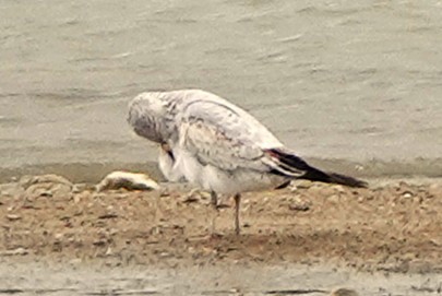 Ring-billed Gull - ML646029193