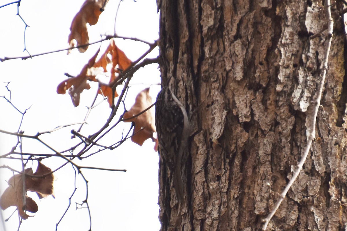 Brown Creeper - ML646029194