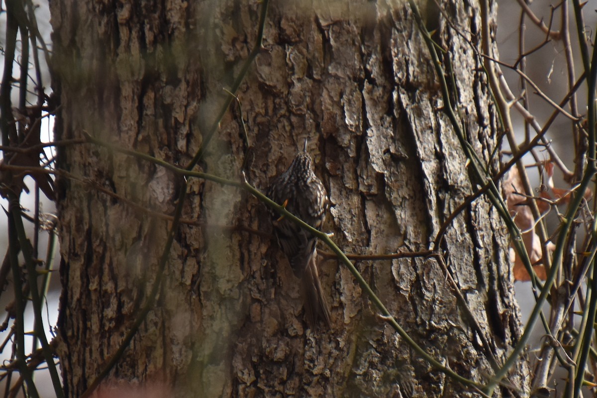 Brown Creeper - ML646029195