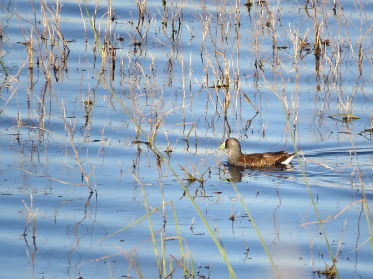 Spot-flanked Gallinule - ML646029214