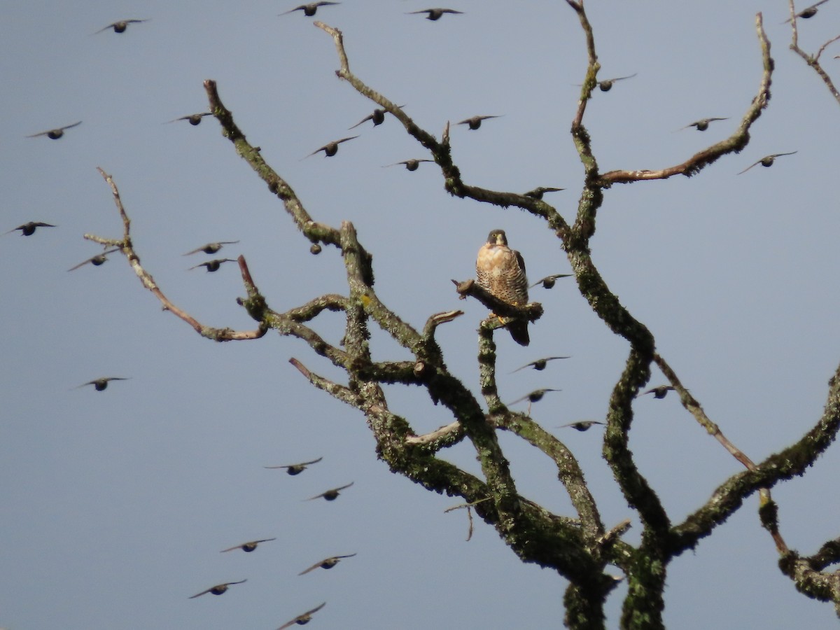 sokol stěhovavý - ML646029215