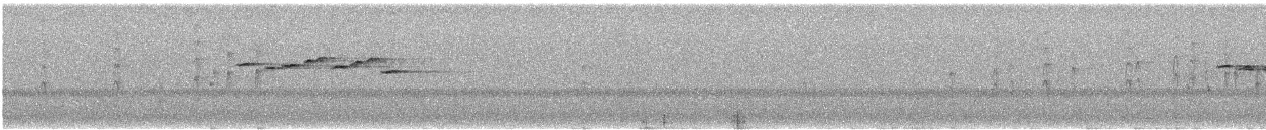 Graufächerschwanz (preissi) - ML646029218