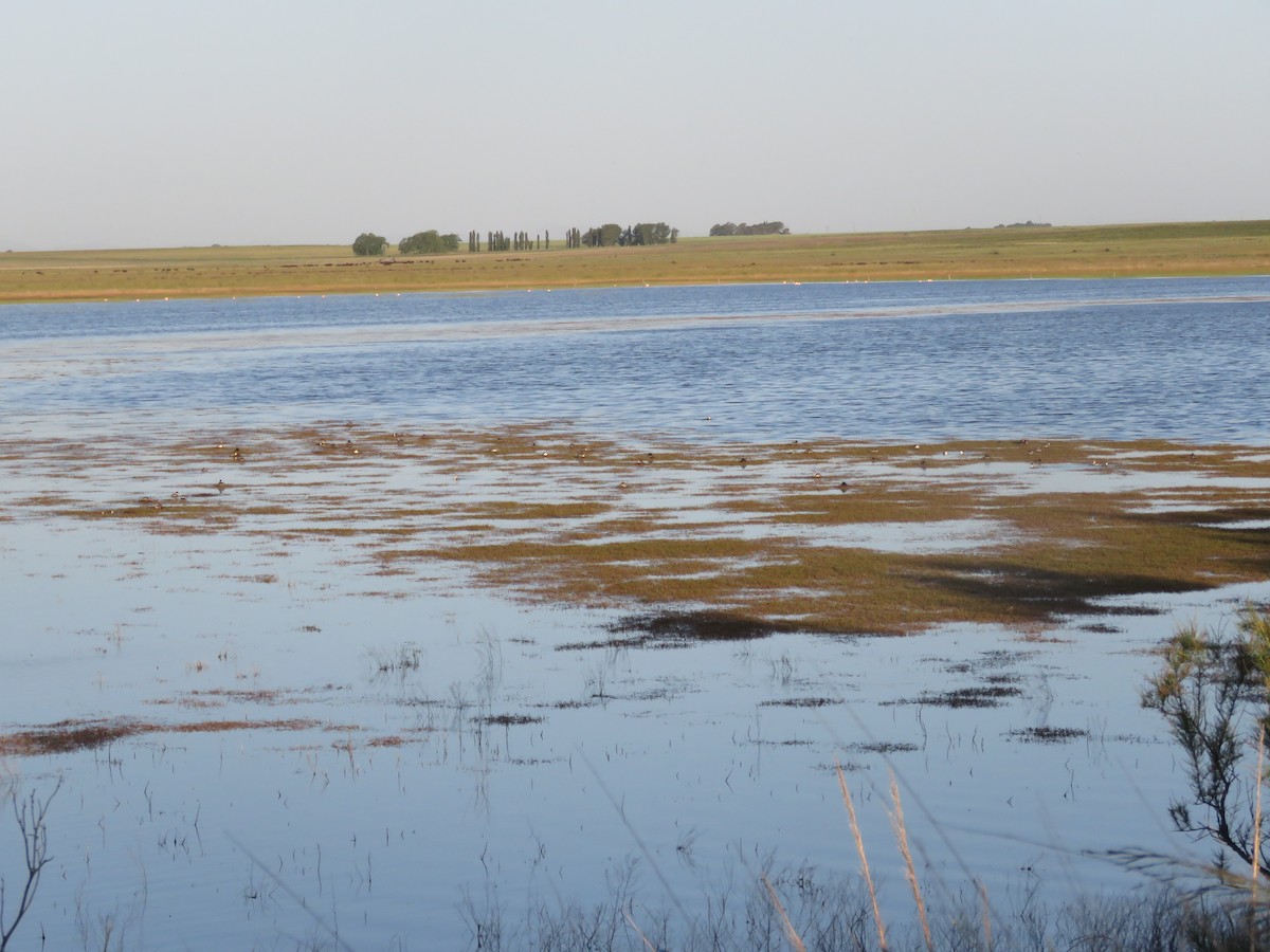 Silvery Grebe - ML646029227