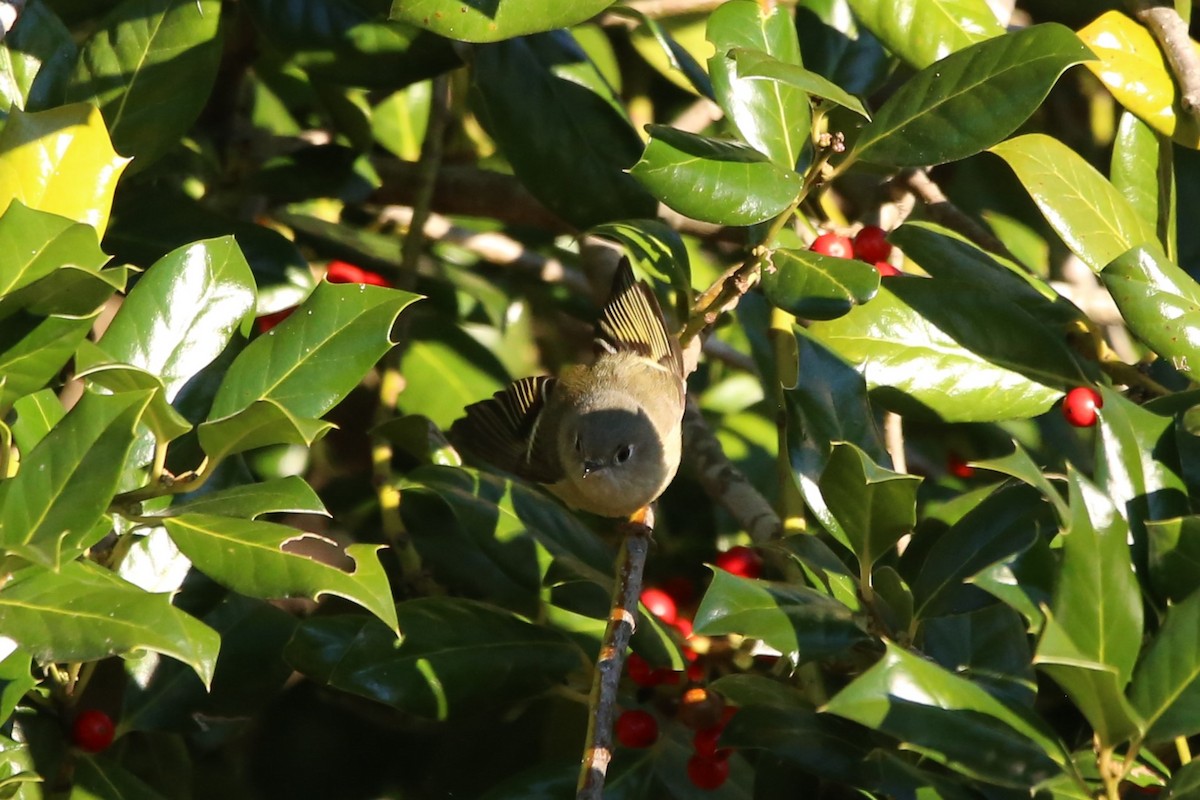 ルビーキクイタダキ - ML646029234