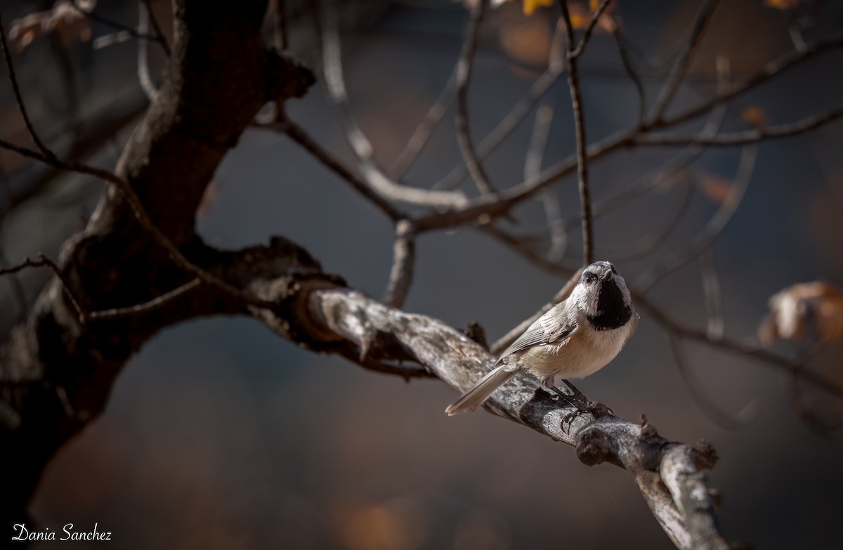 Mountain Chickadee - ML646029236