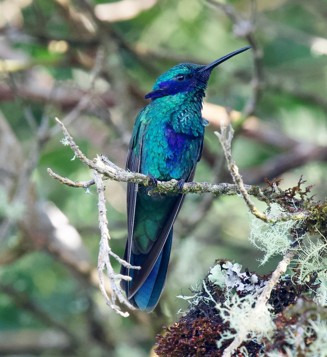 Колібрі синьочеревий - ML646029237