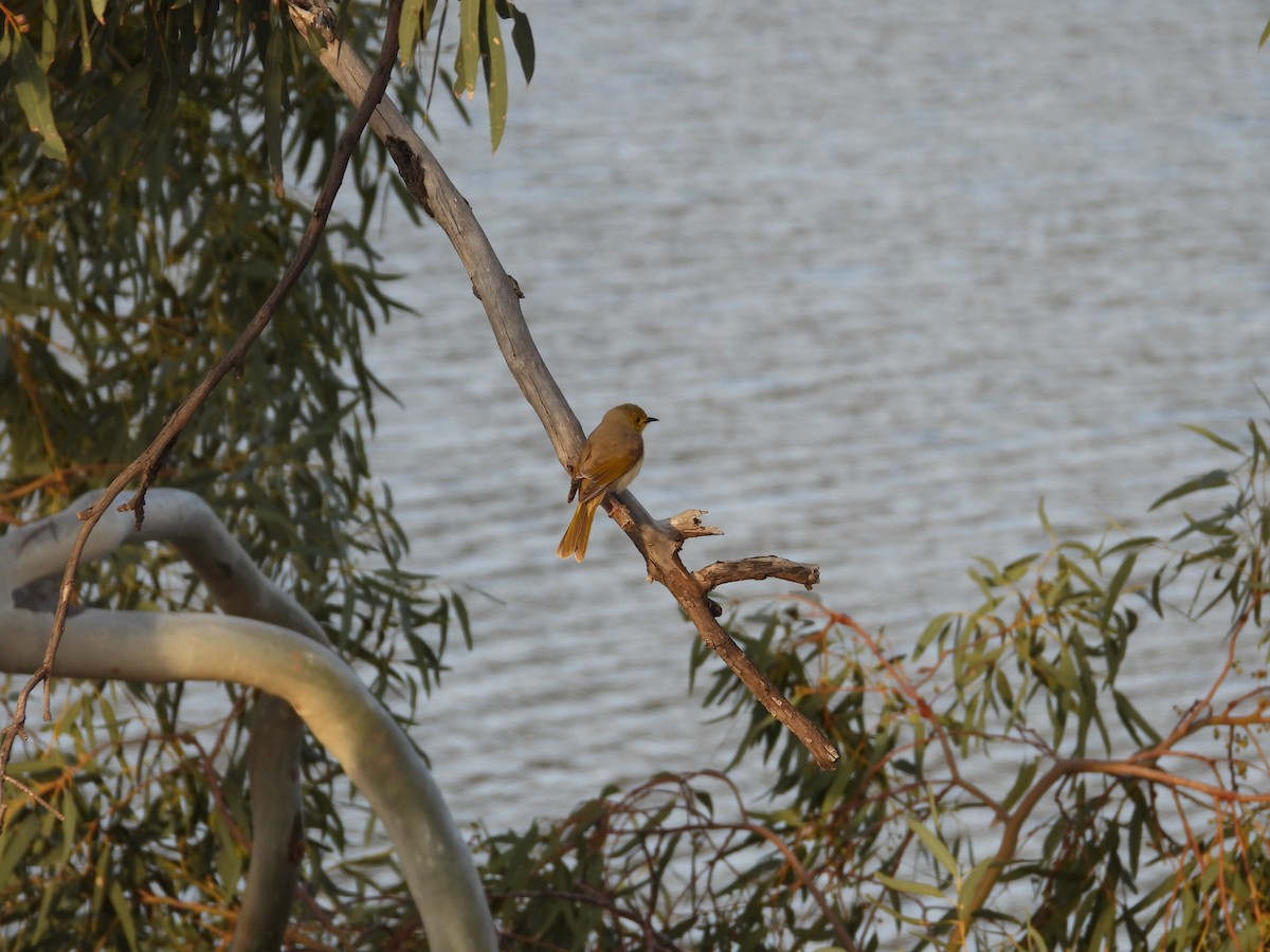 White-plumed Honeyeater - ML646029242