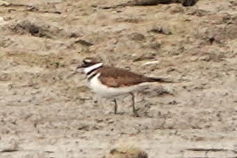 Killdeer - ML646029243