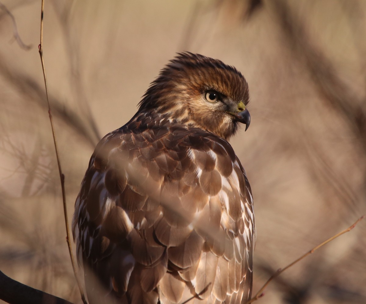 カタアカノスリ - ML646029246