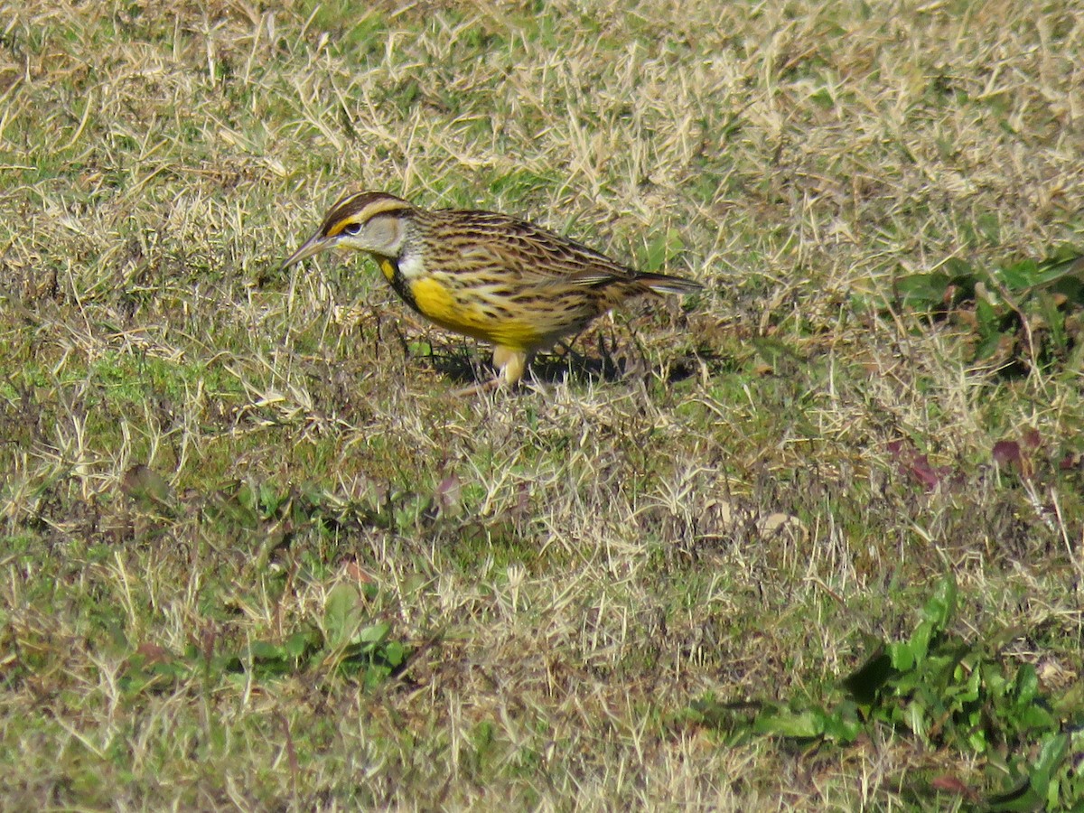 ヒガシマキバドリ - ML646029251