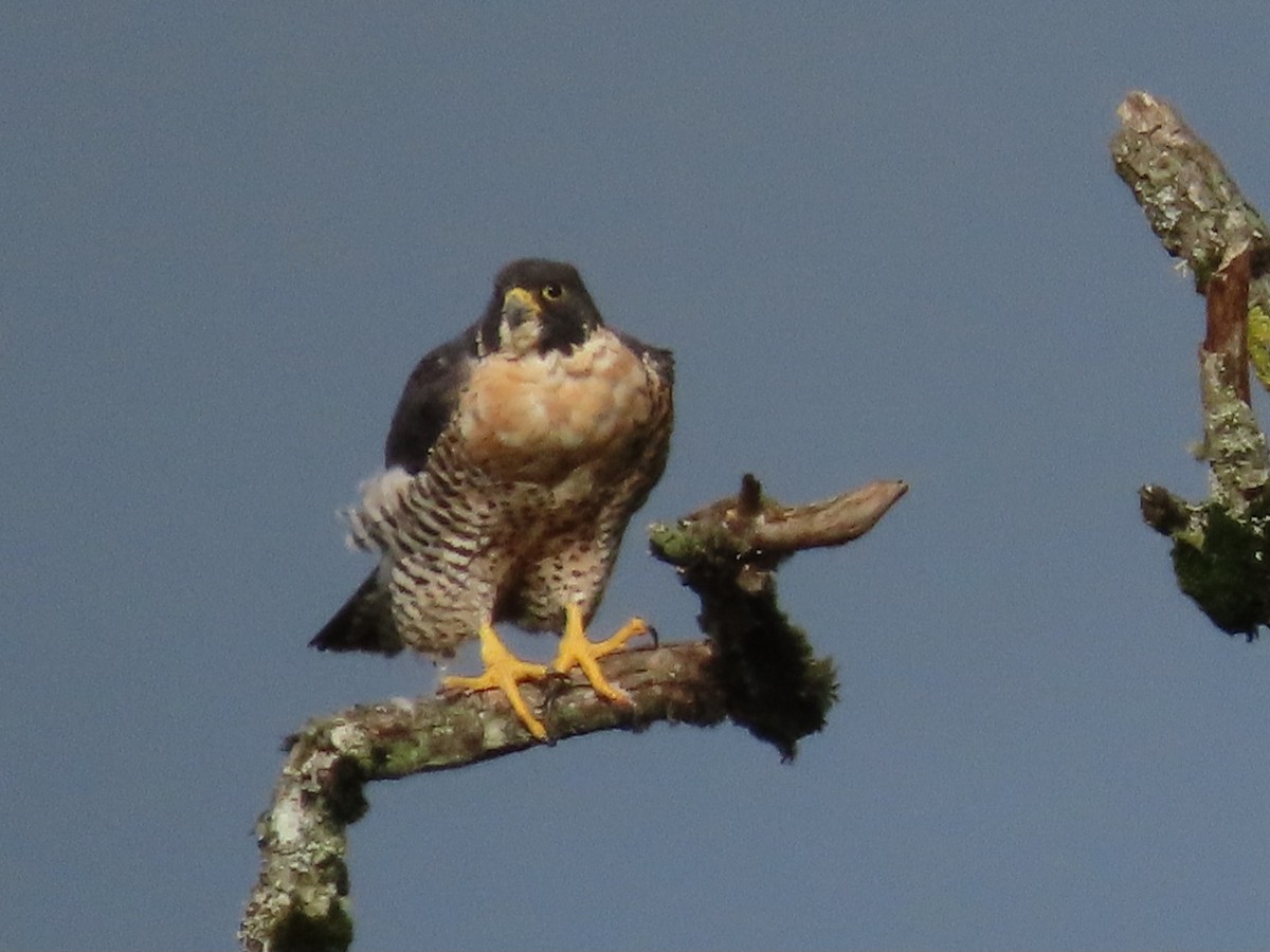 sokol stěhovavý - ML646029252